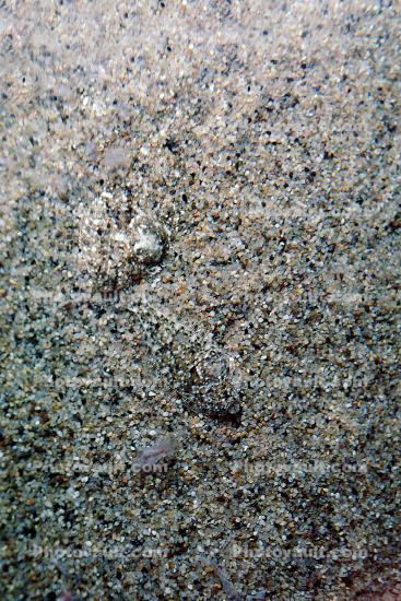 Sand Dab, flatfish, bottomfish, Camouflage