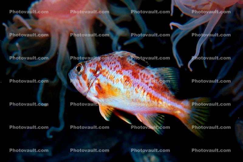 Rockfish Underwater
