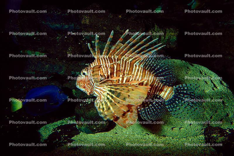 Black Volitan Lionfish, (Pterois volitans), Scorpaeniformes, Scorpaenidae, Pteroinae, venomous coral reef fish, scorpionfish, venemous