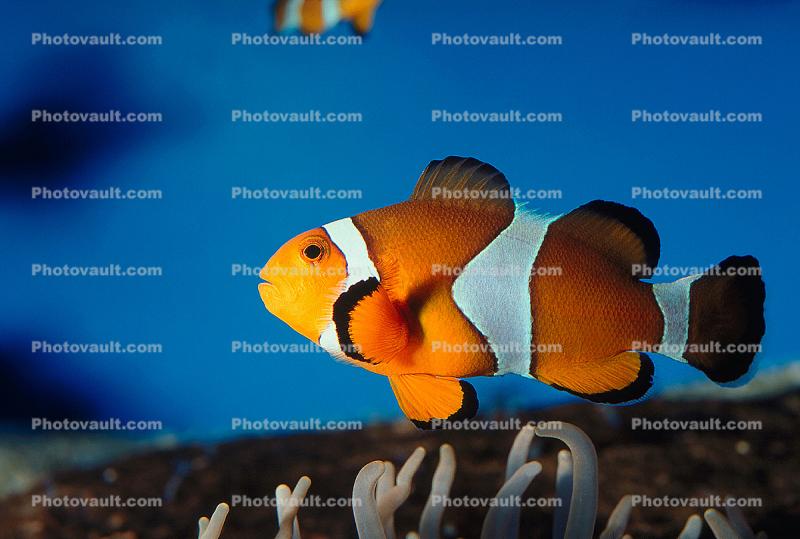 Nemo, Percula Clownfish, (Amphiprion percula), Perciformes, Pomacentridae, anemonefish, Amphiprion percula
