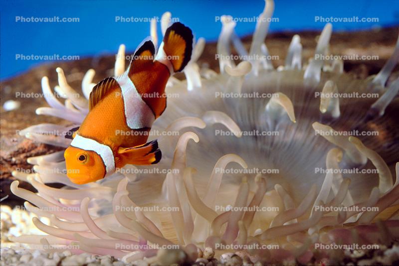 Nemo Fish, Percula Clownfish, (Amphiprion percula), Perciformes, Pomacentridae, anemonefish
