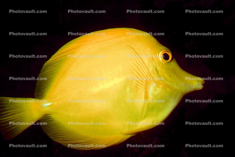 Yellow Tang fish, (Zebrasoma flavescens), Perciformes, Acanthuroidei, Acanthuridae, surgeonfish