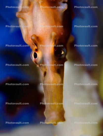 Seahorse staring