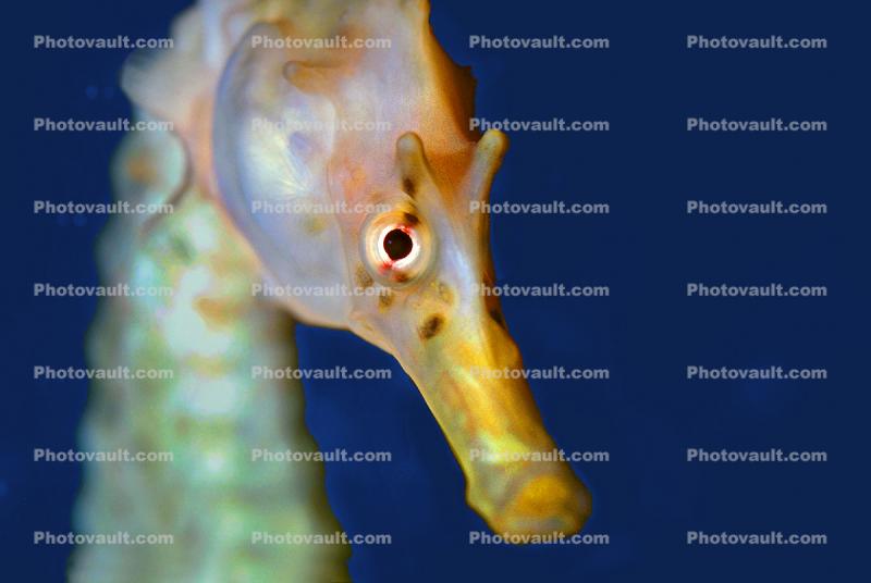Pot-bellied seahorse, (Hippocampus abdominalis), Syngnathiformes, Syngnathidaee