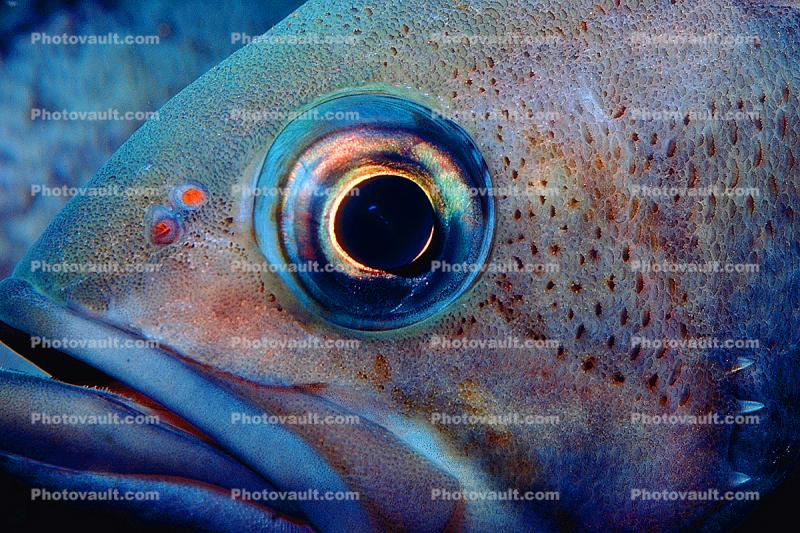 Rockfish, eyes