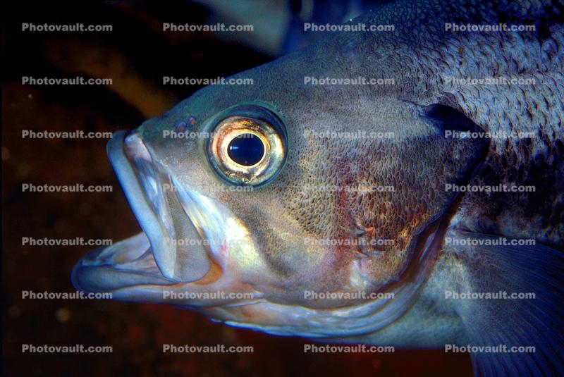 Rockfish, eyes, Mouth Agape