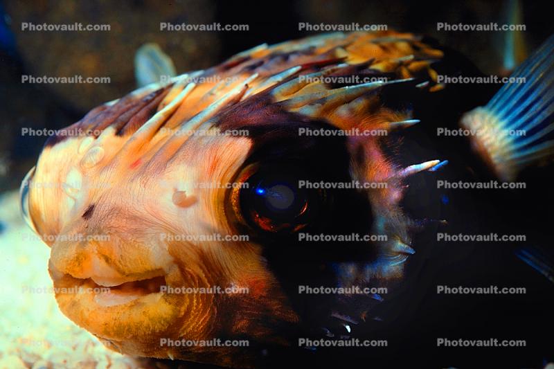 Porcupine Pufferfish, Rockfish, eyes