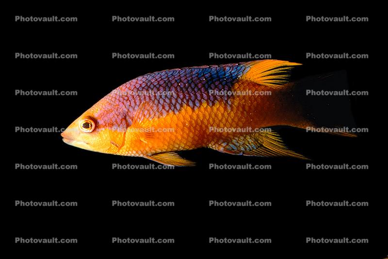 Spanish Hogfish, (Bodianus rufus), [Labridae], Wrasse, Perciformes, Rockfish, eyes