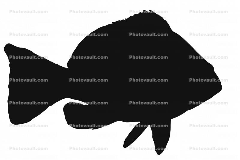 Indigo Hamlet silhouette, logo, Indigo Hamlet, (Hypoplectrus indigo), Perciformes, Serranidae, shape
