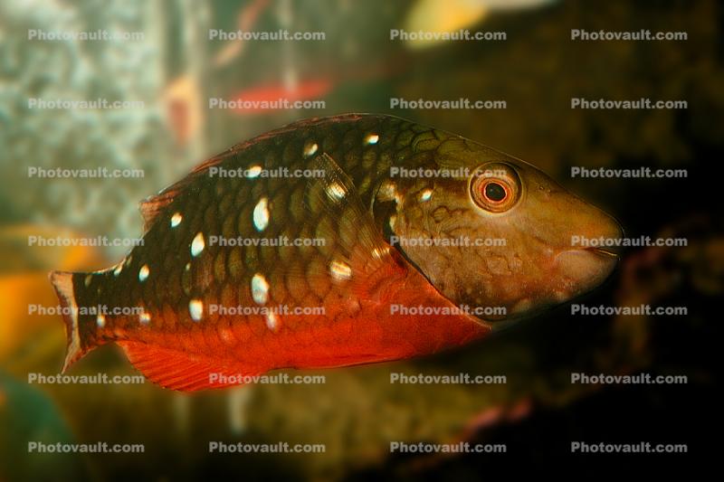 Stoplight Parrotfish, initial phase, Sparisoma viride