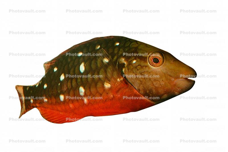 Stoplight Parrotfish, photo-object, object, cut-out, cutout
