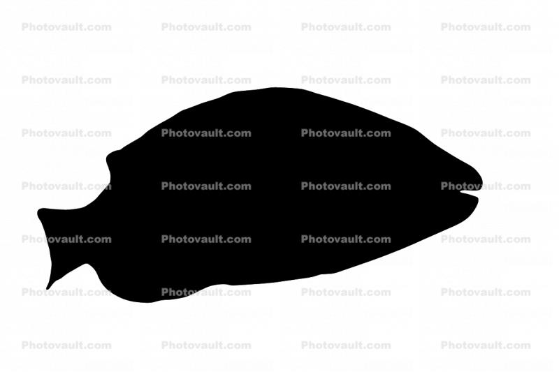 Stoplight Parrotfish silhouette, logo, shape