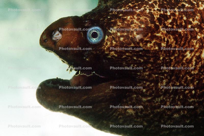 California Moray Eel, (Gymnothorax mordax), Anguilliformes, Muraenidae, eyes