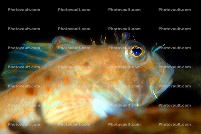 Threadfin Sculpin, (Icelinus filamentosus), eyes