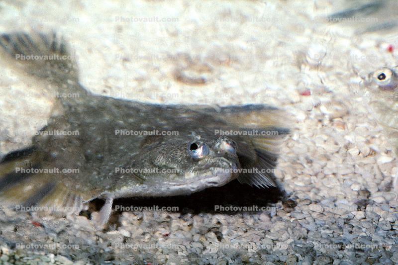 Starry Flounder, (Platichthys stellatus), Pleuronectiformes, Pleudoncctidae, flatfish, bottomfish