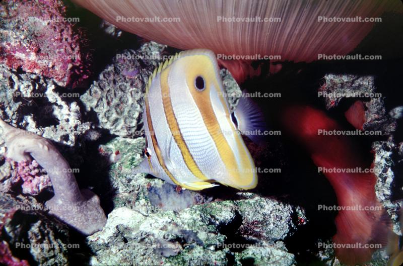 Long Nosed Butterflyfish, (Chetodon kleini), (Orange Butterflyfish), eyes