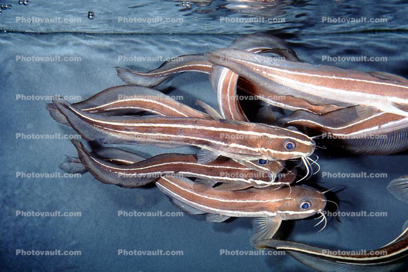 Striped Eel catfish, (Plotosus lineatus), Siluriformes, Plotosidae, toxic