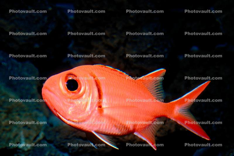 Menpachi Squirrelfish, (Myripristis argyromus), Holocentridae, soldierfishes
