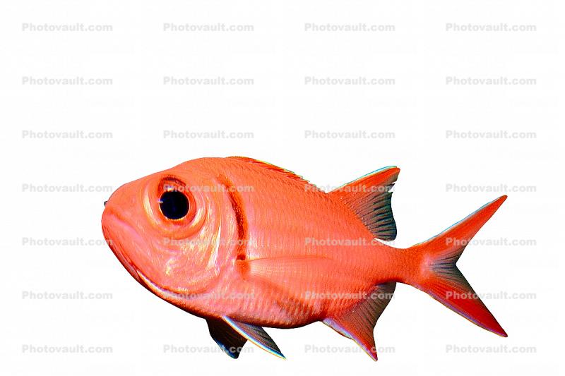 Menpachi Squirrelfish, (Myripristis argyromus), Holocentridae, soldierfishes, photo-object, object, cut-out, cutout