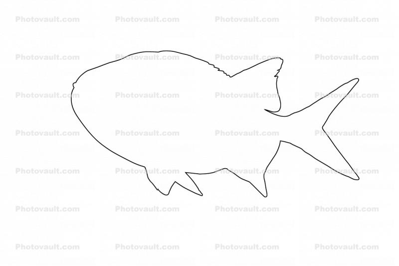 Menpachi Squirrelfish outline, (Myripristis argyromus), Holocentridae, soldierfishes, line drawing, shape
