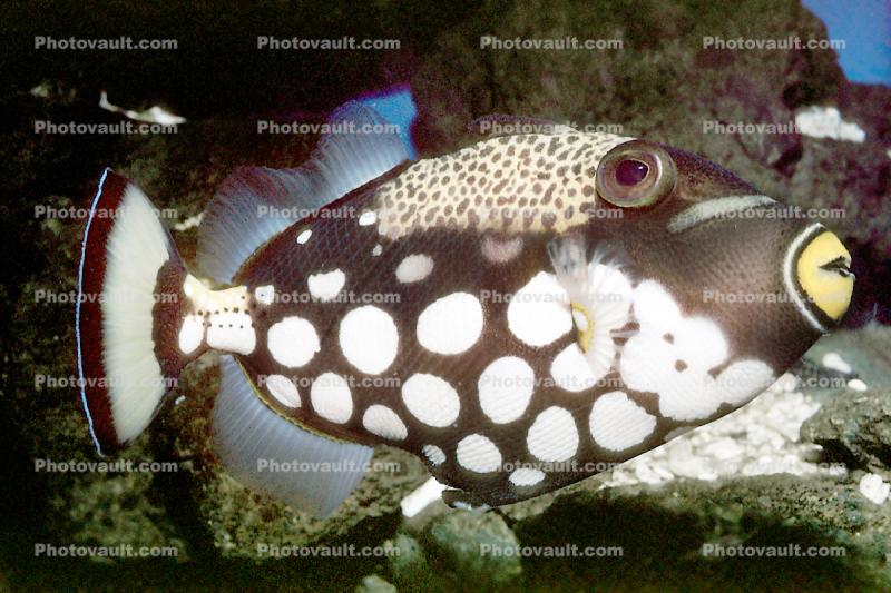 Clown Triggerfish, (Balistoides conspicillum), Tetraodontiformes, Balistidae, coral reef fish
