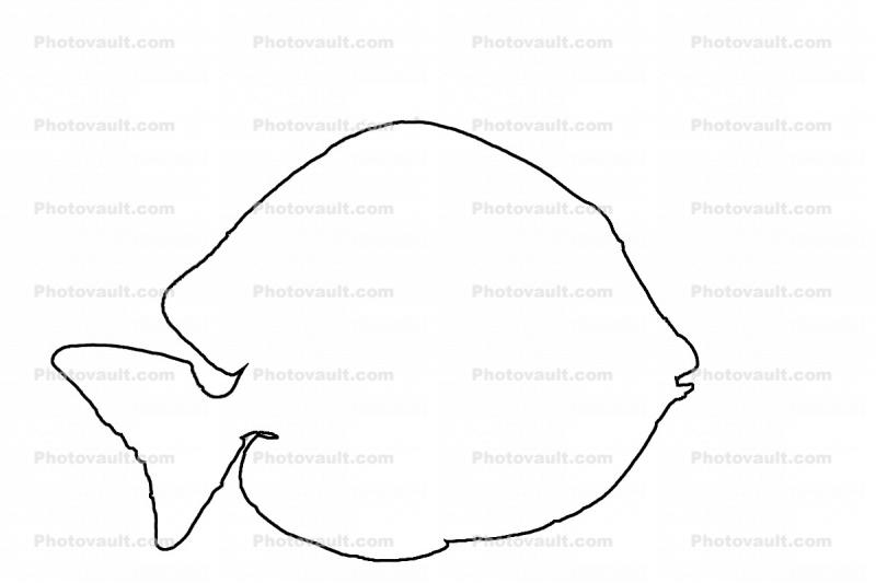 Atlantic blue tang surgeonfish outline, Acanthurus coeruleus, Perciformes, Acanthuridae, line drawing, shape