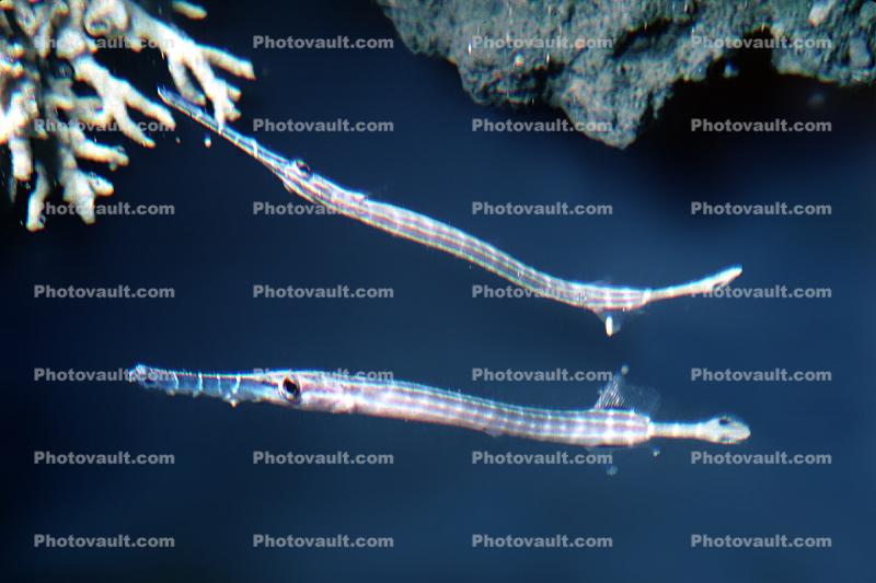 Trumpetfish, Aulostomus maculatus, Syngnathiformes, Aulostomidae