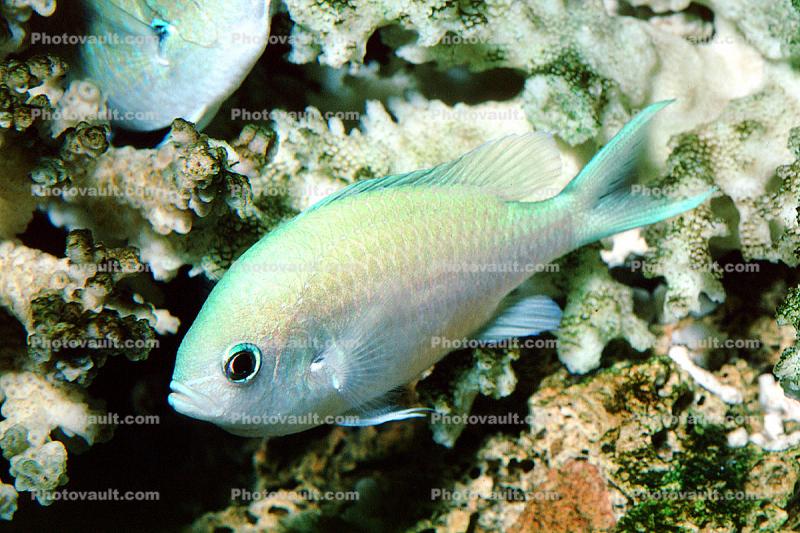 Blue-Green Chromis, (Chromis viridis), Perciformes, Pomacentridae, damselfish