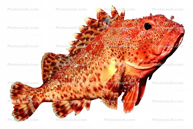 Rockfish, Sebastes constellatus, photo-object, object, cut-out, cutout
