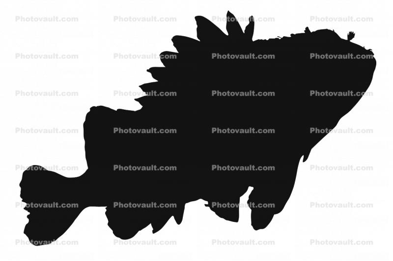 Rockfish, Sebastes constellatus silhouette, logo, shape