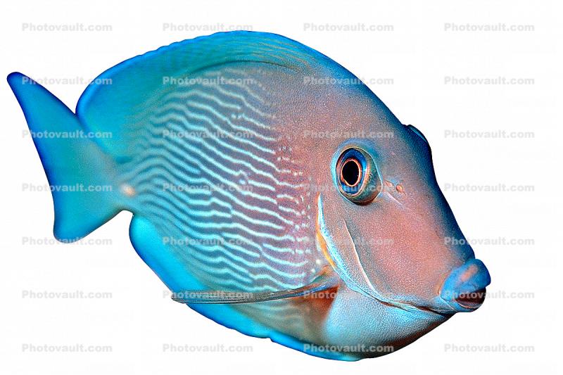 Blue Tang, photo-object, object, cut-out, cutout