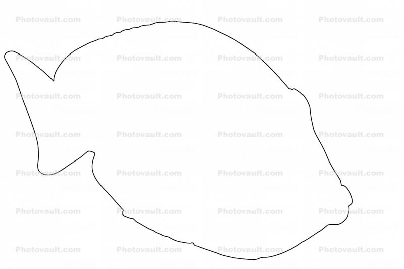 Blue Tang Outline, line drawing, shape
