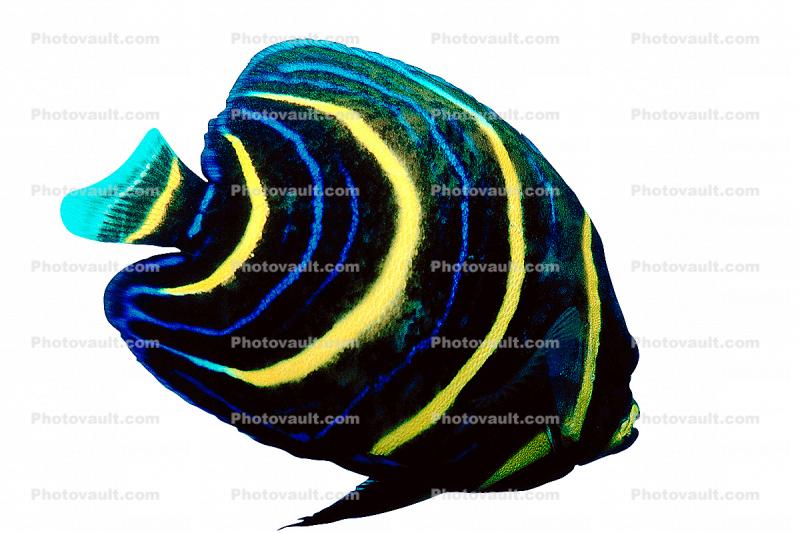 Koran angelfish, semicircle angelfish, (Pomacanthus semicirculatus), Perciformes, Pomacanthidae, semicircle, photo-object, object, cut-out, cutout