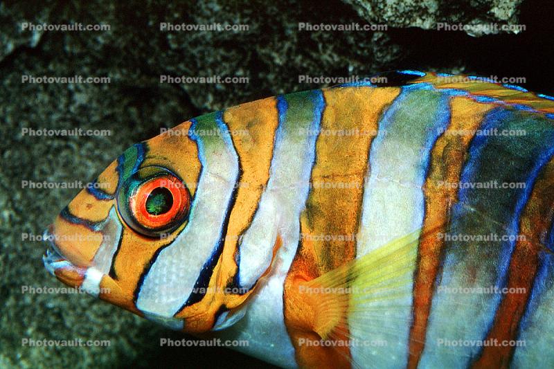 Harlequin Tuskfish, (Choerodon fasciatus), Perciformes, Labridae, eyes