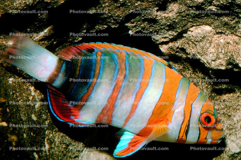 Harlequin Tuskfish, (Choerodon fasciatus), Perciformes, Labridae, eyes
