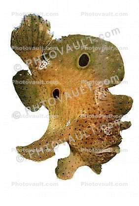 Tropical Anglerfish, [Antennarildae] photo-object