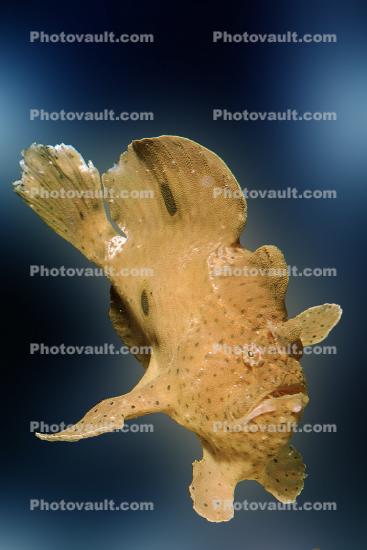 Tropical Anglerfish [Antennarildae]