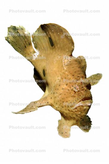 Tropical Anglerfish [Antennarildae], photo object, cutout, photo-object, cut-out