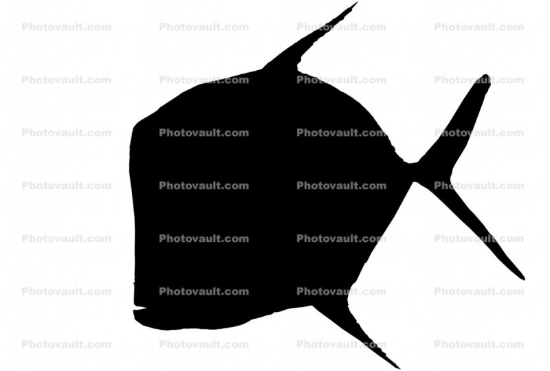 Lookdown Jack Silhouette, (Selene vomer), Perciformes, Carangidae, logo, shape
