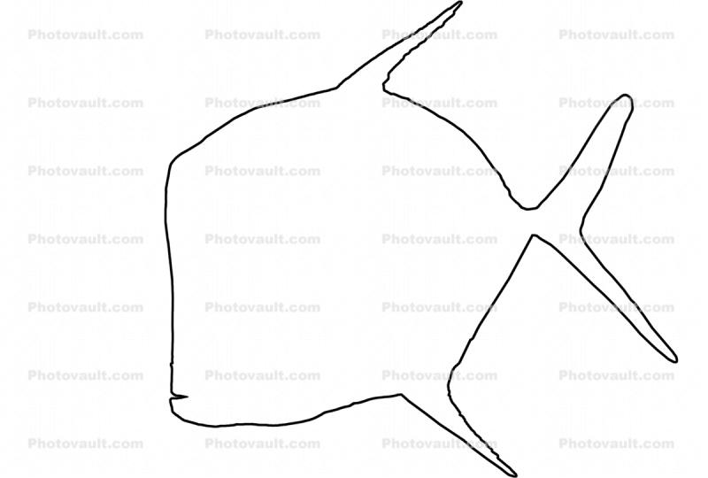 Lookdown Jack outline, line drawing, (Selene vomer), Perciformes, Carangidae