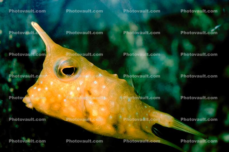 Longhorn cowfish, (Lactoria cornuta), Tetraodontiformes, Ostraciidae, boxfish