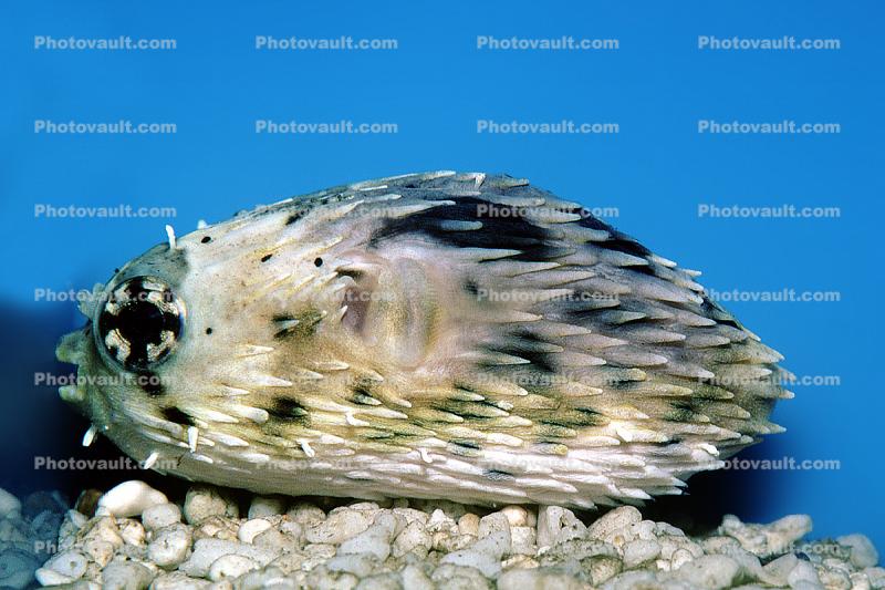 Long-spine Porcupinefish, (Diodon holocanthus), Tetraodontiformes, Diodontidae