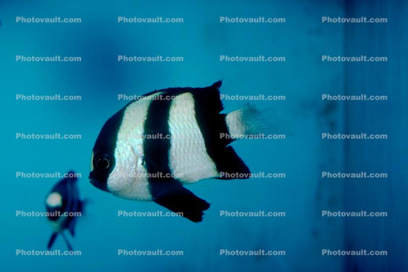 Three-Stripe Damselfish, Dascyllus aruanus, Perciformes, Pomacentridae, Whitetail dascyllus, banded