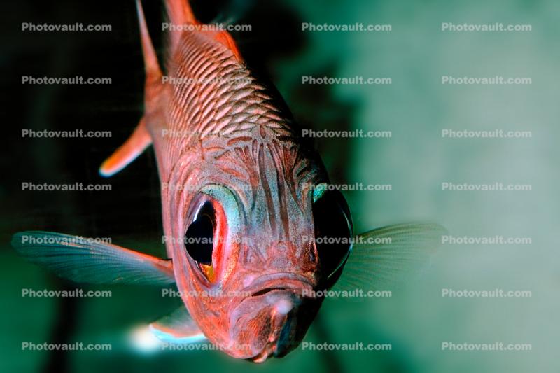Blotcheye Soldierfish, (Myripristis berndti), Beryciformes, Holocentridae, SquirrelFish