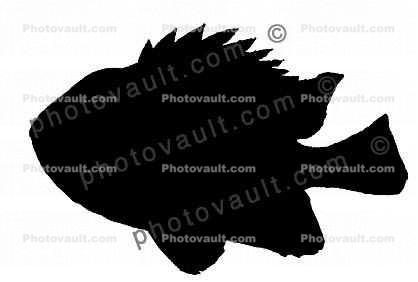 Short Bigeye Silhouette, SquirrelFish, (Pristigenys alta), Beryciformes, Priacanthidae, soldierfish