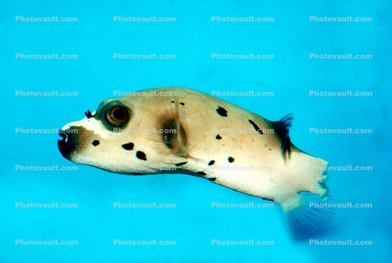 Dogface Pufferfish, Arothron nigropunctatus, Tetraodontiformes, Tetraodontidae, blackspotted puffe