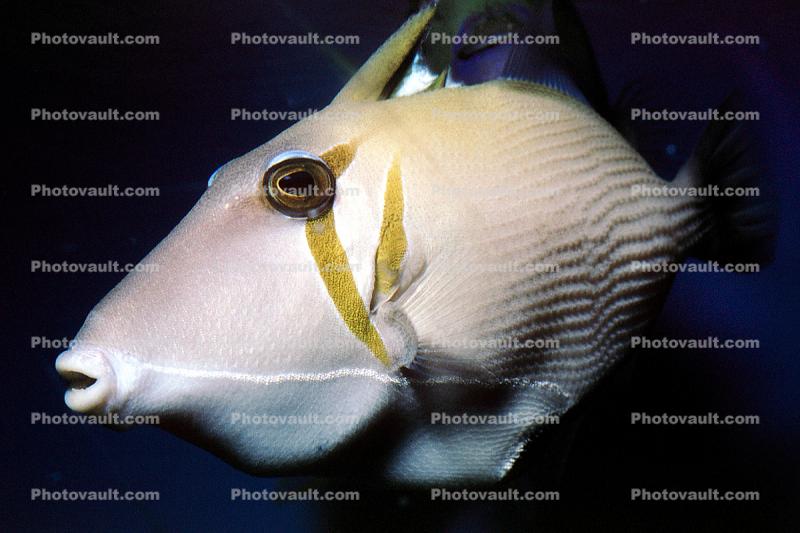 White Tail Trigger, Triggerfish, (Sufflamen albicaudatus)