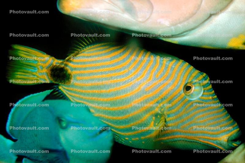 Undulated Triggerfish, (Balistapus undulatus), Tetraodontiformes, Balistidae, orange-lined triggerfish, orange-striped triggerfish