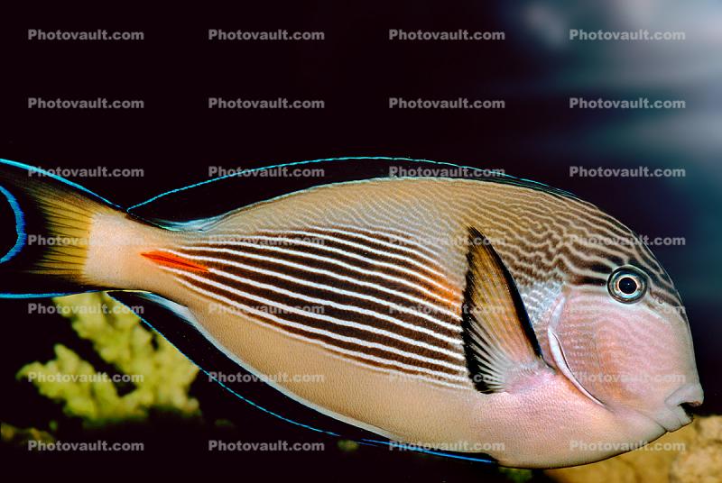 Sohal Tang, Acanthurus sohal, surgeonfish
