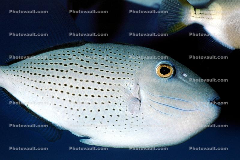 Sargassum Triggerfish, (Xanthichthys ringens)